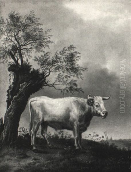 White Bull Standing By A Tree In A Landscape Oil Painting by Paulus Potter