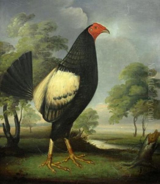 Rooster Facing Right Oil Painting by Hilton Lark Pratt