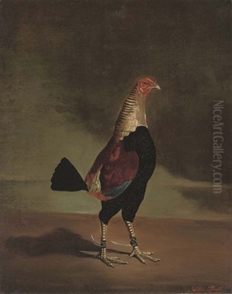 A Prize Fighting Cock Oil Painting by Hilton Lark Pratt