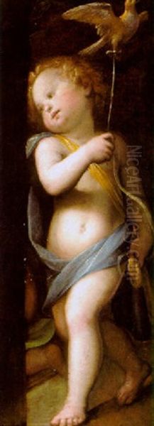 Putto Mit Einem Vogel Oil Painting by Giulio Cesare Procaccini