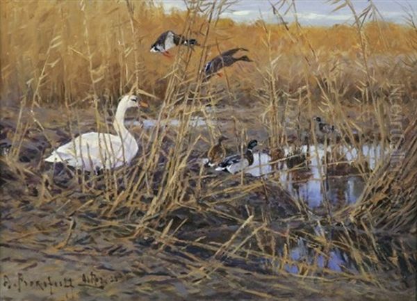 Schwan Und Enten Im Uferschilf Oil Painting by Dimitri Von Prokofiev