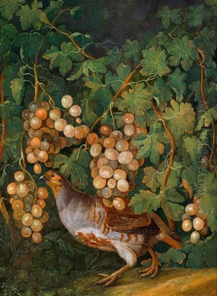 Ein Perlhuhn Unter Weinstocken Oil Painting by Franz Michael Sigmund von Purgau