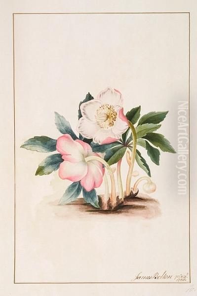 (christmas Or Winter Rose) Oil Painting by James Bolton