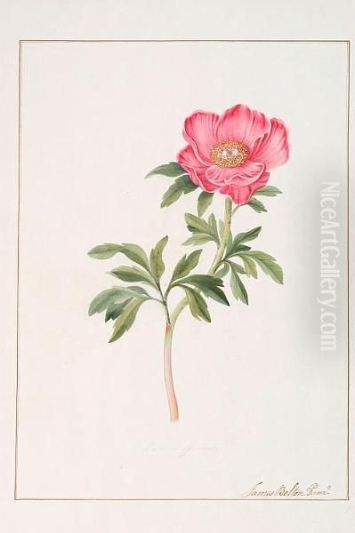 Paeonia Mascula Oil Painting by James Bolton