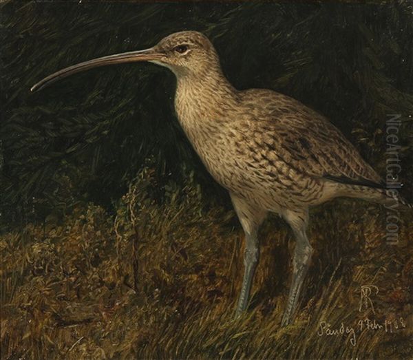 A Curlew Standing In The Grass by Niels Peter Rasmussen