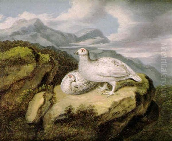 Ptarmingan In Winter Plumage On A Rocky Outcrop Oil Painting by Samuel Raven