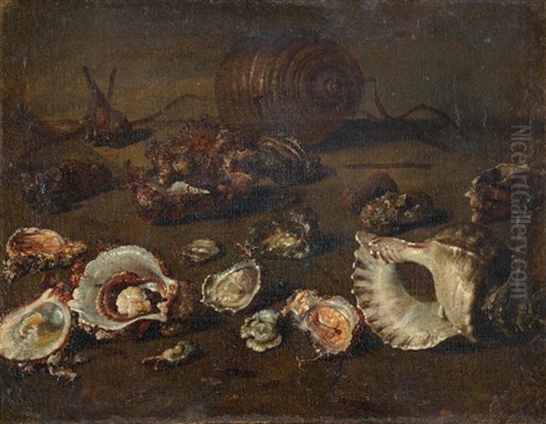 Conch And Oyster Shells On A Stone Ledge Oil Painting by Giuseppe Recco