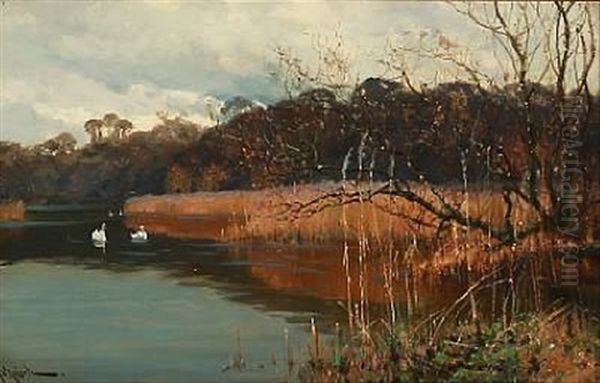 Swans On A Forest Lake Oil Painting by Arthur William Redgate