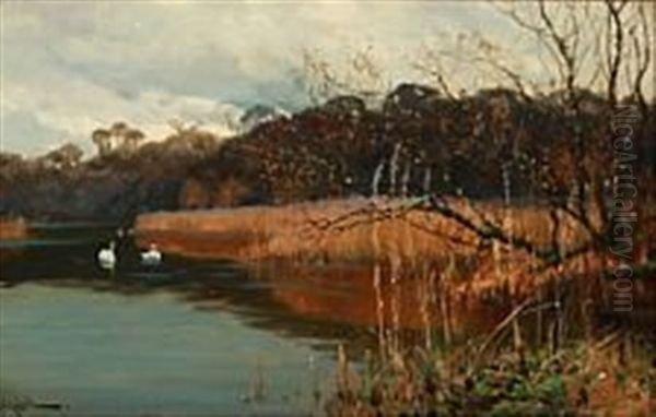 Swans On A Forest Lake Oil Painting by Arthur William Redgate