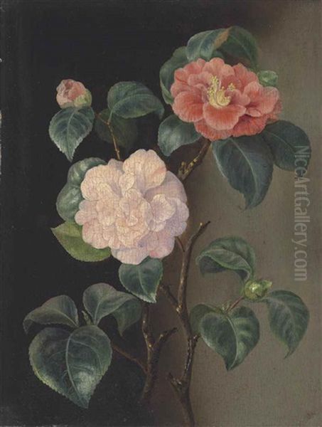 A Camellia And Roses Oil Painting by Pierre Joseph Redoute