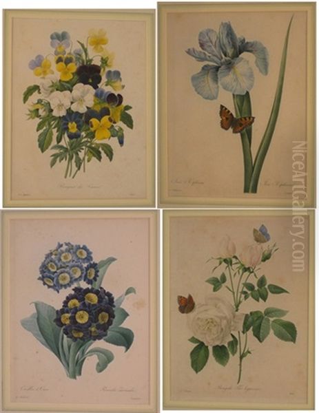 A Set Of Four Coloured Engravings Oil Painting by Pierre Joseph Redoute