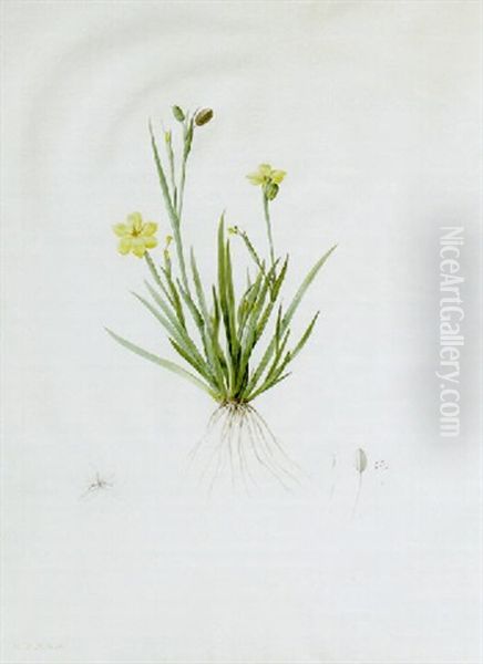 Sisyrinchium Convolutum With Flower, Pistil And Seed Oil Painting by Pierre Joseph Redoute