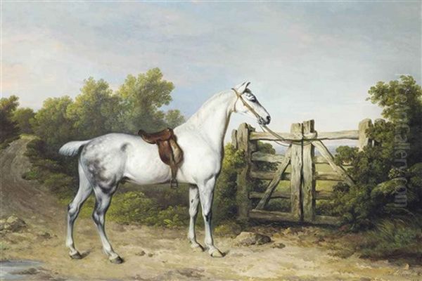 Sir Charles Mordaunt's Grey Hunter Piccolo Tethered To A Gate Oil Painting by Philipp Reinagle