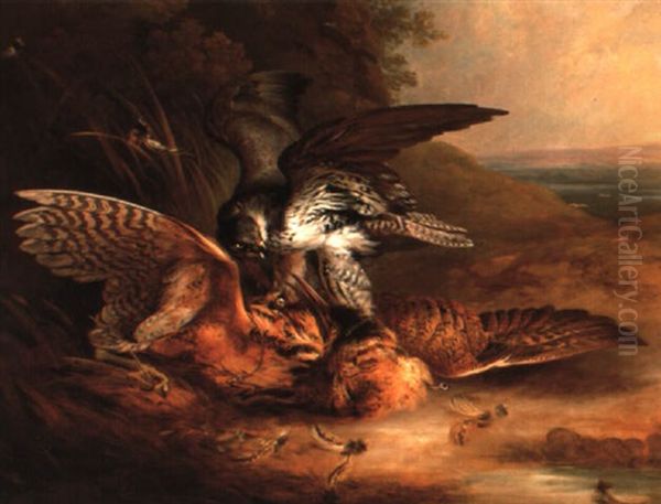 A Peregrine Falcon Attacking A Bittern Oil Painting by Philipp Reinagle