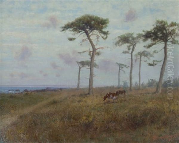 Cattle Grazing Among Monterey Cypress Trees Oil Painting by Charles Dorman Robinson