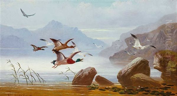 Landschaft In Schottland Mit Auffliegenden Enten Und Mowen Vor Gebirgiger Kuste Oil Painting by Robert Henry Roe