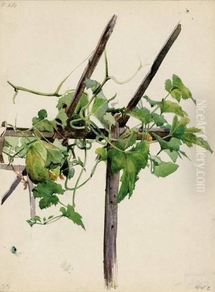 Spalier Mit Bluhendem Melonenkraut Oil Painting by Konrad Bose