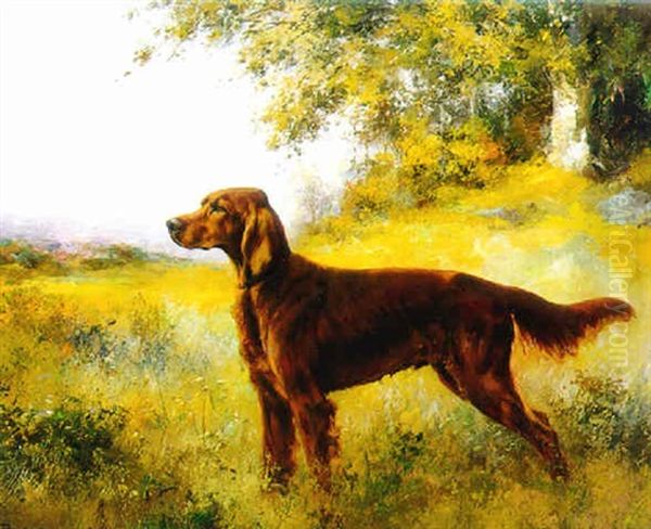 Irish Setter (