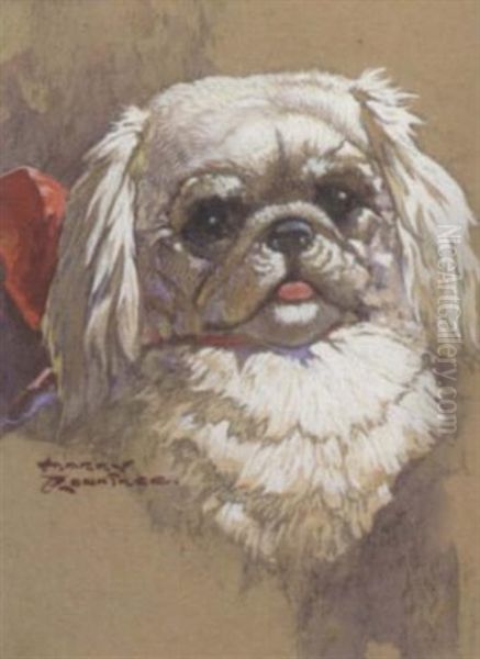 The Head Of Pekingese by Harry Rowntree