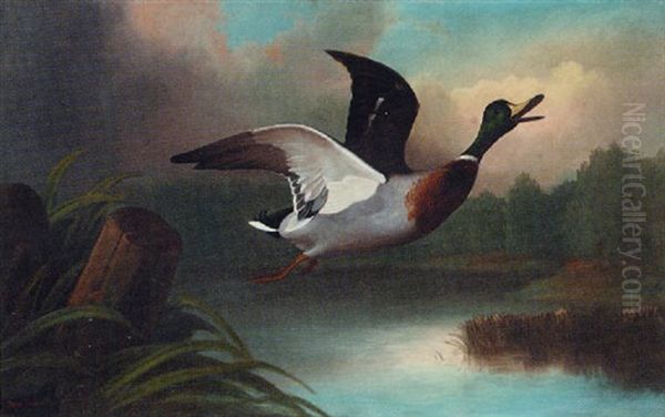 A Mallard In Flight Oil Painting by John Bucknell Russell