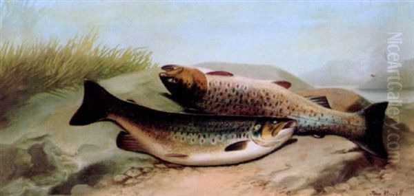 Salmon On A Riverbank Oil Painting by John Bucknell Russell