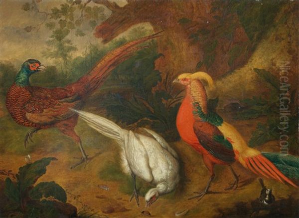 Two Common Pheasants, A Golden Pheasant And A Pied Wagtail In A Landscape Oil Painting by Peter (Pieter Andreas) Rysbrack