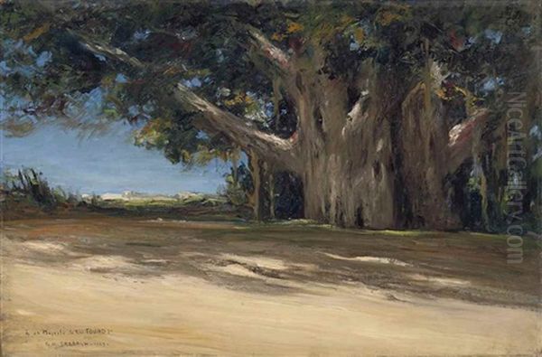 Les Sycomores Du Vieux Caire (old Cairo's Sycamore Trees) by Georges Hanna Sabbagh