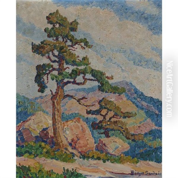 Pine Tree In Rocky Mountain National Park Oil Painting by Birger Sandzen