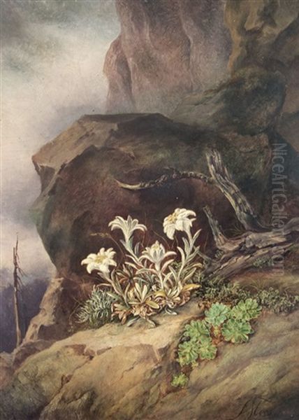 Edelweiss In The High Mountains Oil Painting by Friedrich (Moos) Schauta