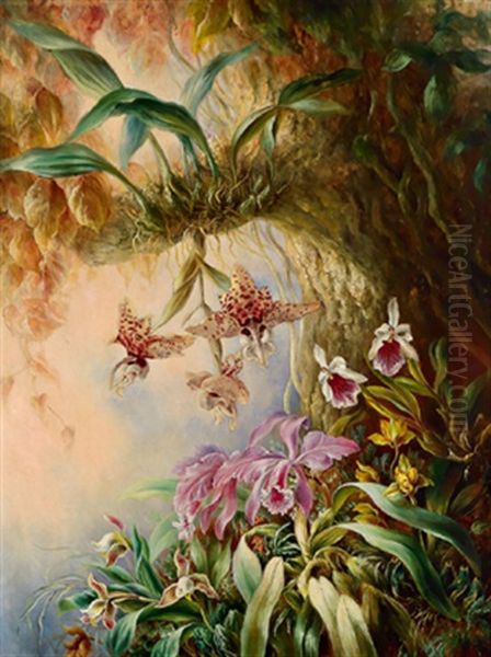 Wilde Orchideen Oil Painting by Friedrich (Moos) Schauta