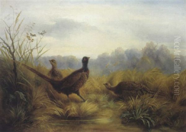 Fasan Und Fasanenhennen Am Weiher Oil Painting by Friedrich (Moos) Schauta