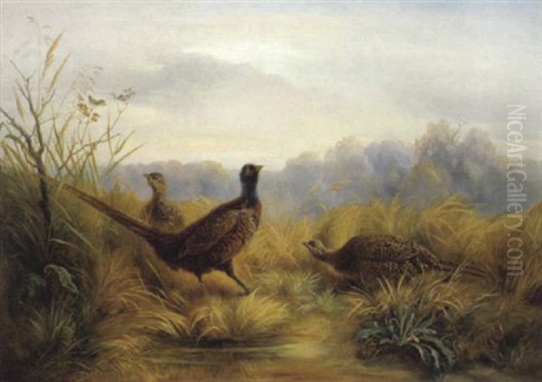 Fasan Und Fasanhennen Am Weiher Oil Painting by Friedrich (Moos) Schauta