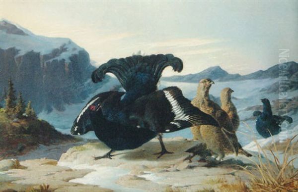 A Blackcock Displaying by Carl Von Scheidlin