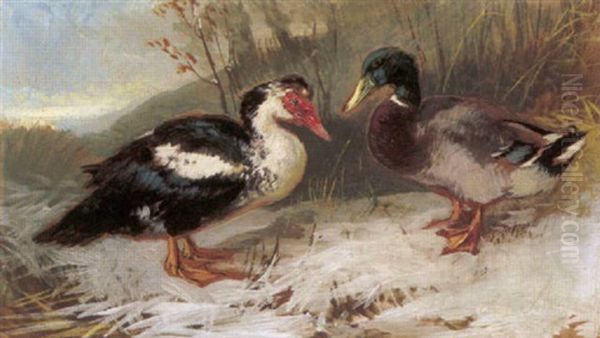 Zwei Enten Oil Painting by Julius Scheuerer