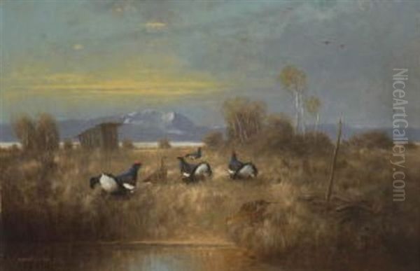 Birkhahne Und -hennen In Moorlandschaft Oil Painting by Otto Scheuerer