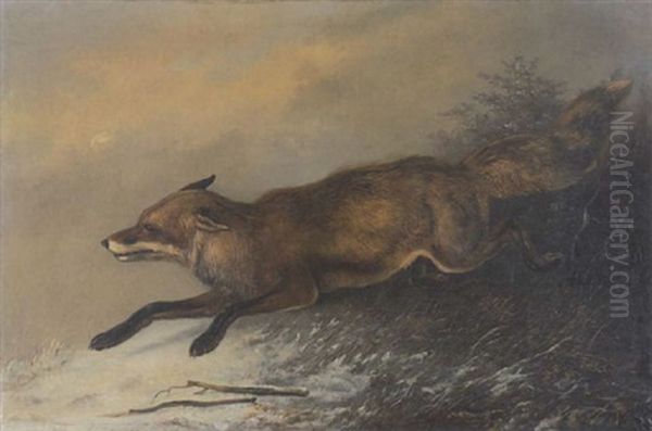 Fuchs Oil Painting by August Schleich