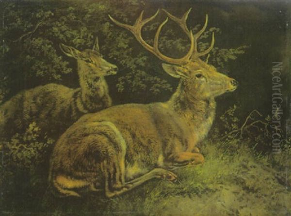 Hirsch Und Hirschkuhe Im Unterholz Oil Painting by August Schleich