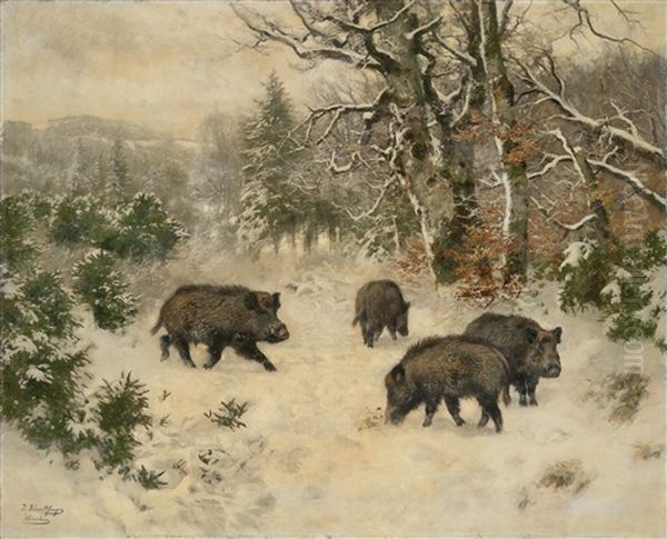 Wild Boar By The Woodland