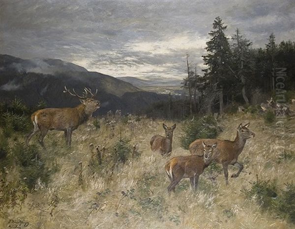 Rotwild Auf Der Anhohe Oil Painting by Josef Schmitzberger