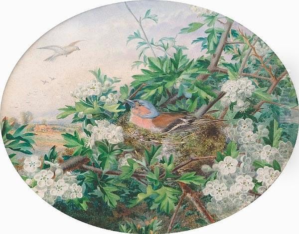 A Chaffinch Nesting In Apple Blossom Oil Painting by W.J. Bowden