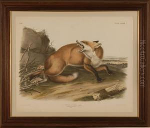 Framed Audubon Elephant Folio Vulpes Fulvus Oil Painting by John T. Bowen