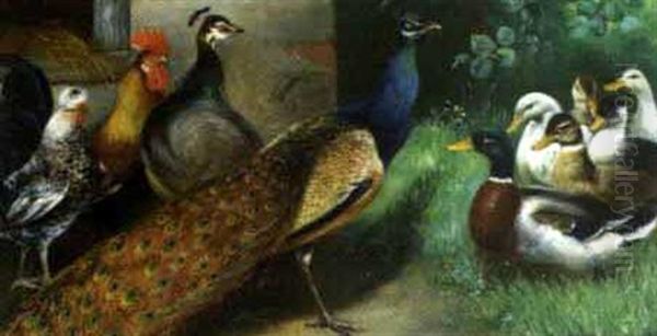 Huhner, Pfaue Und Enten Oil Painting by Alfred Schoenian