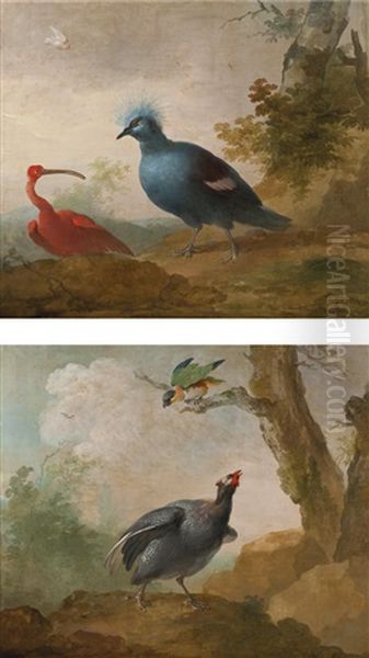 A Helmeted Guinea Fowl And A Black Headed Caique On A Branch And A Red Ibis And A Victoria Crowned Pigeon (pair) Oil Painting by Aert Schouman