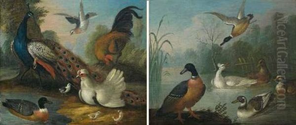 Rivage Anime D'un Paon, D'un Coq, Et D'un Canard (+ Etang Anime De Canards Sauvages; Pair) Oil Painting by Aert Schouman