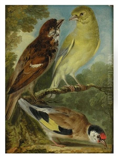 Drei Vogel Oil Painting by Aert Schouman