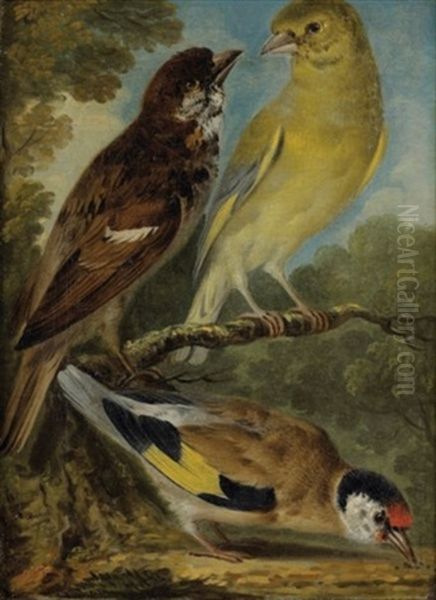 Etude D'oiseaux Oil Painting by Aert Schouman