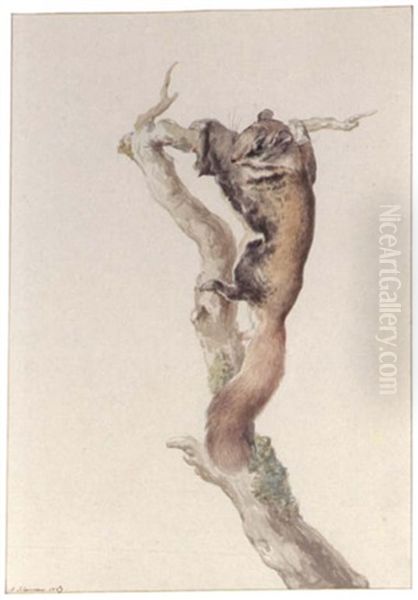 A Flying Squirrel Oil Painting by Aert Schouman