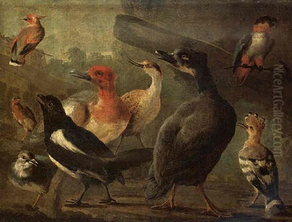 An Assembly Of Birds Including A Tufted Duck, A Magpie, A Hoopoe, A Parrot, A Parakeet, A Lapwing And A Curlew Oil Painting by Aert Schouman