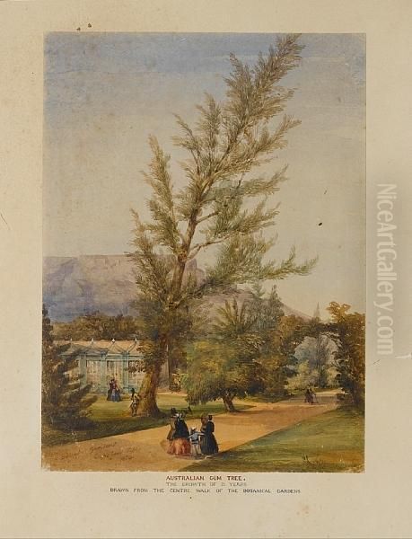 Botanical Gardens, Cape Town Oil Painting by Thomas William Bowler