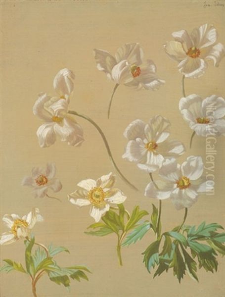 Weise Anemonen Oil Painting by Josef Schuster